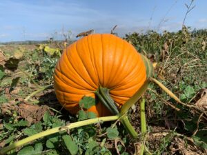 calabaza de otoño |la Clandestina