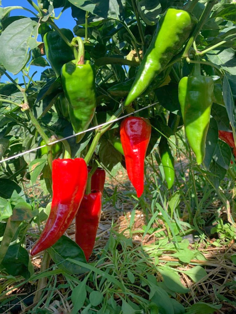 pimientos picantes de Calabria | la Clandestina