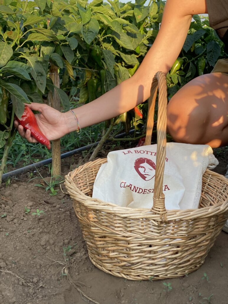 pimientos de Calabria picantes | la Clandestina